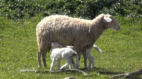 mamando animales|El carnerito me mama la polla .